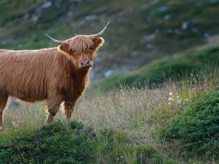 Highland cow in grassland