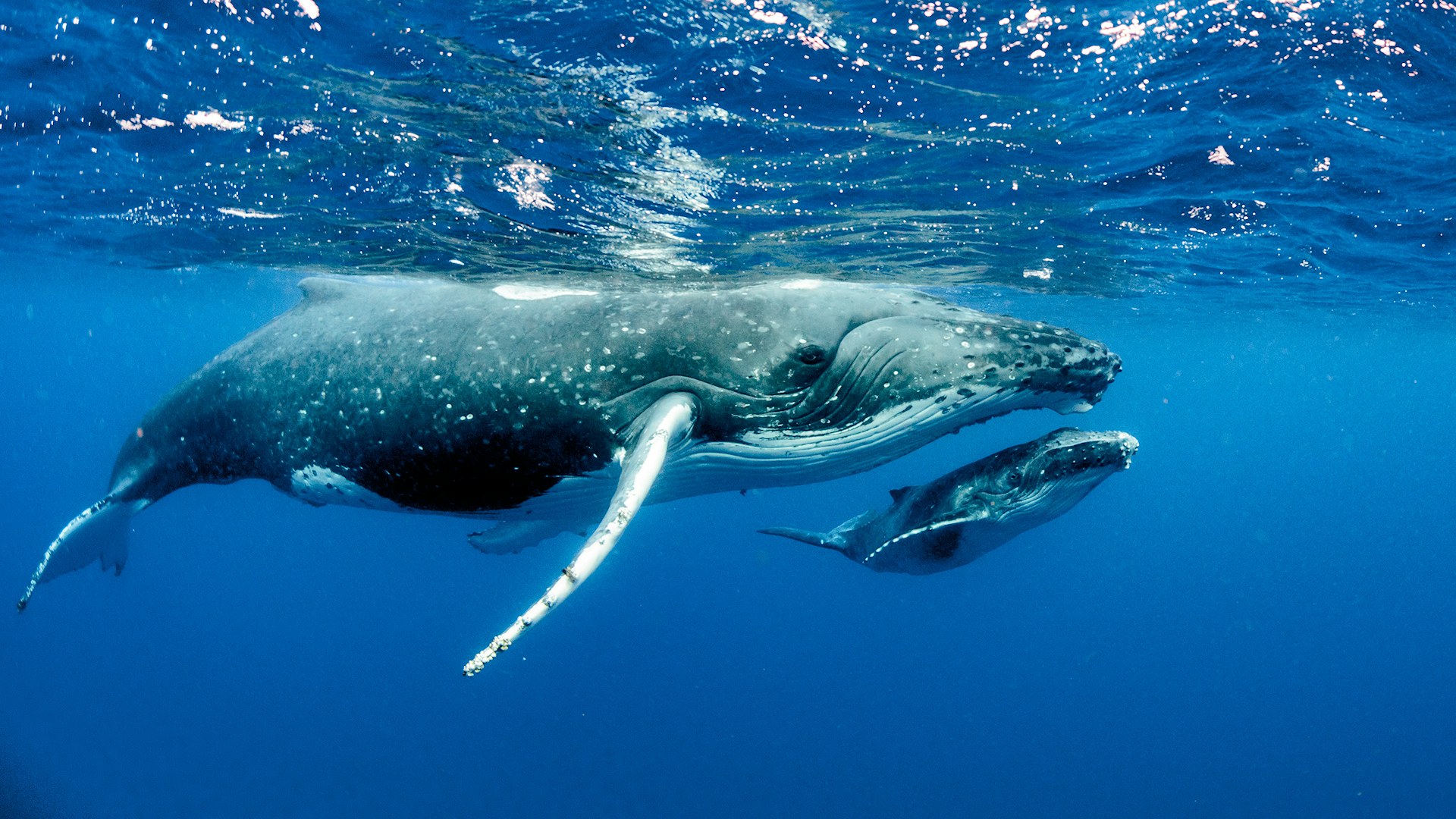 Humpback whales adult and baby pacific ocean