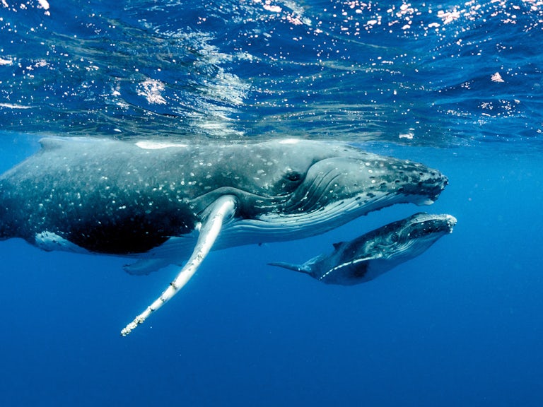 Humpback whales adult and baby pacific ocean