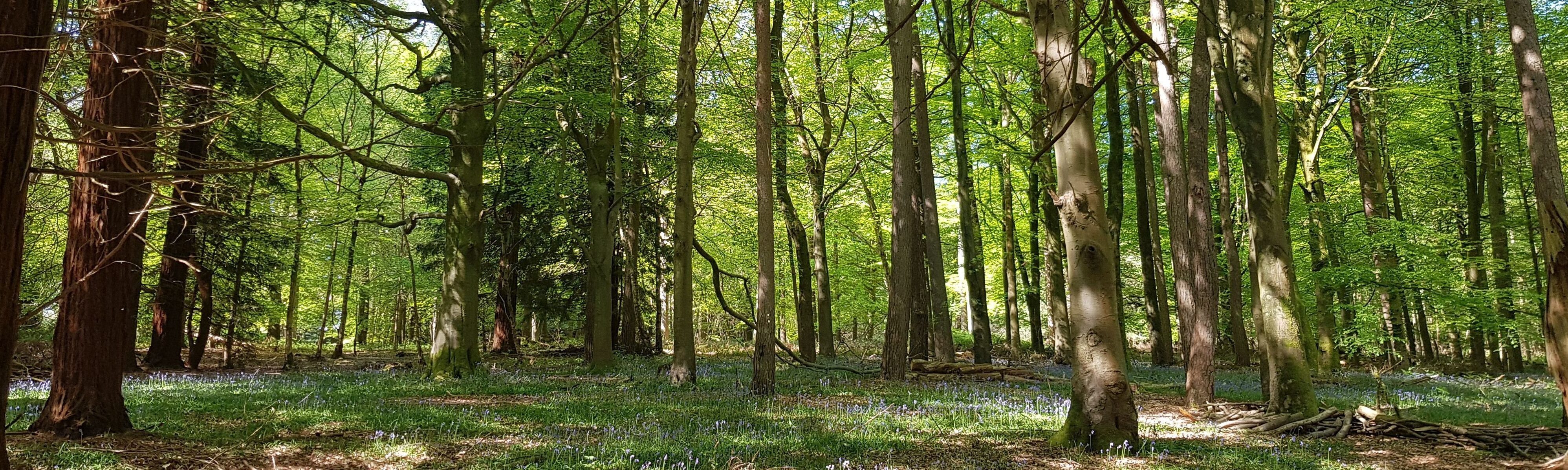 Bluebells in Blean Woods Kent Wilder Blean