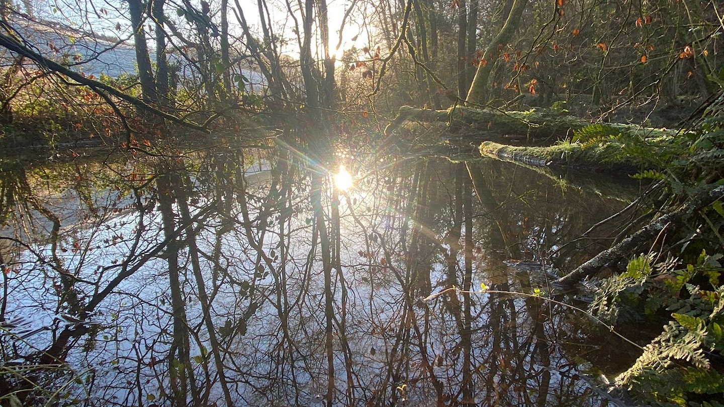 Sunlight glistening on tranquil water body at Cove Down Wilding Project, Devon