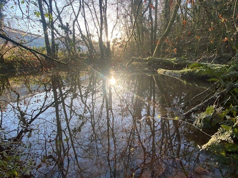 Sunlight glistening on pond at Cove Down Wilding Project, Devon