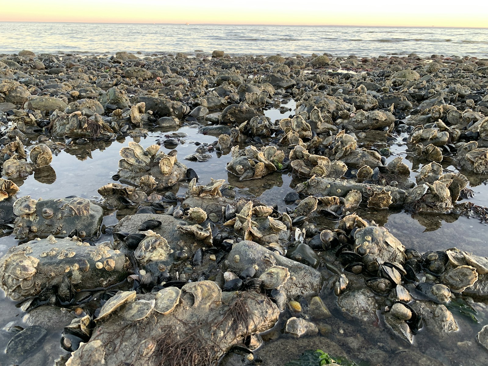 Live oysters on a rocky beach