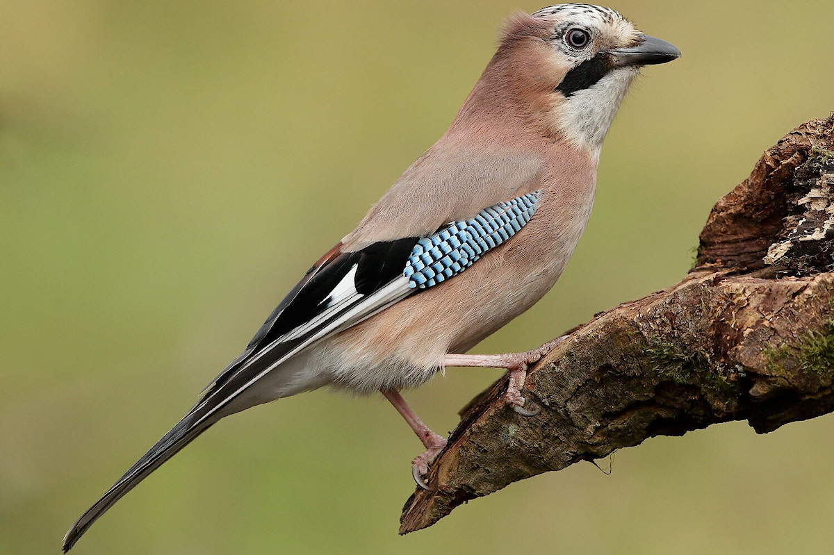 Jay garrulus glandarius