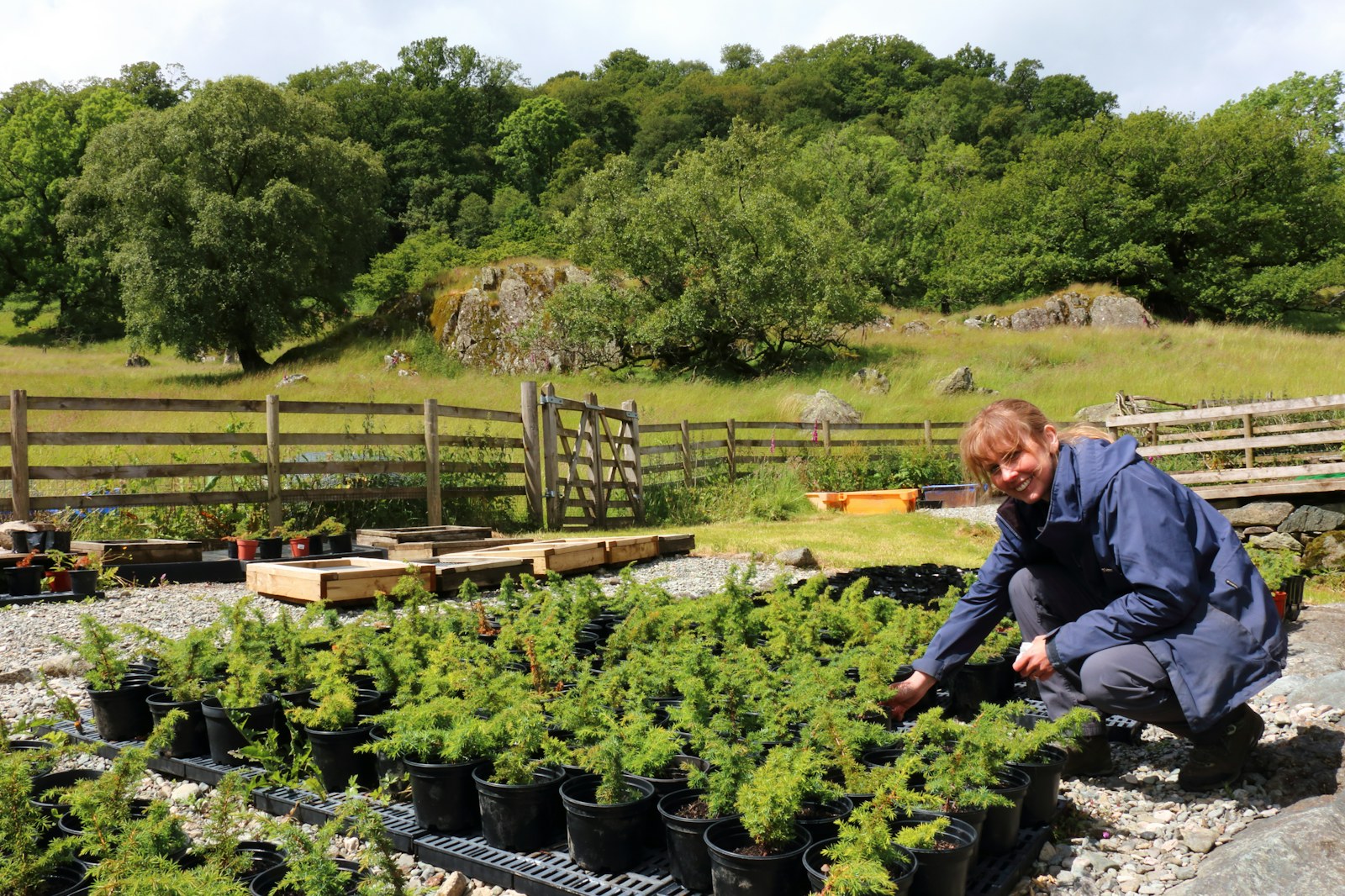 Network member Jo with juniper seedlings, Naddle Farm Haweswater