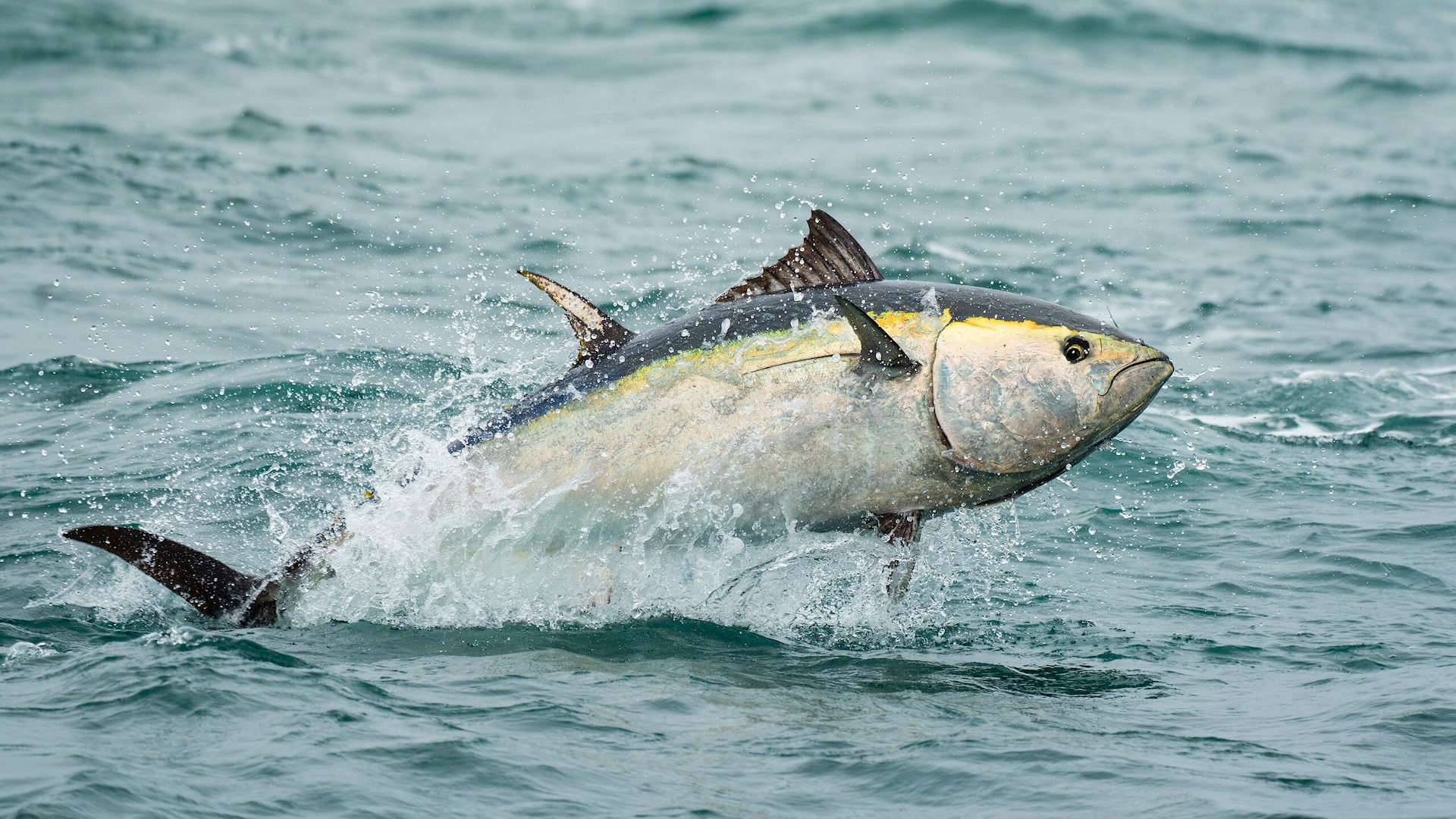 Bluefin tuna (Thunnus thynnus) in British waters (off the coast of Devon).