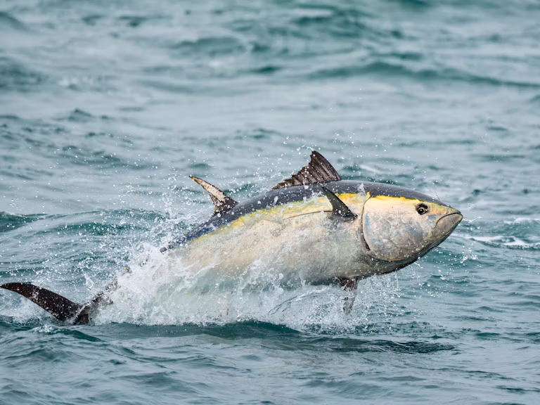 Bluefin tuna (Thunnus thynnus) in British waters (off the coast of Devon).