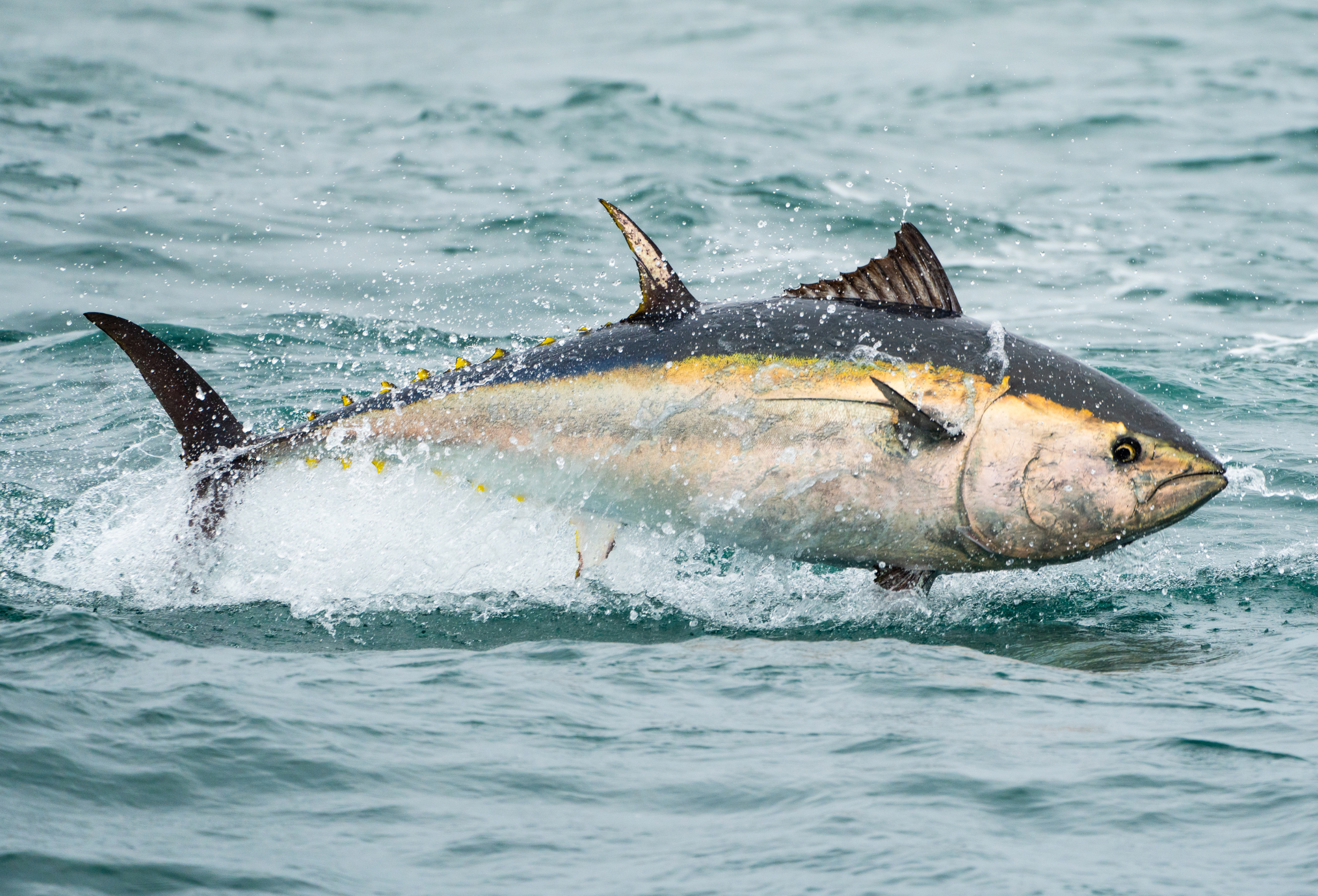 Bluefin tuna (Thunnus thynnus) in British waters (off the coast of Devon).
