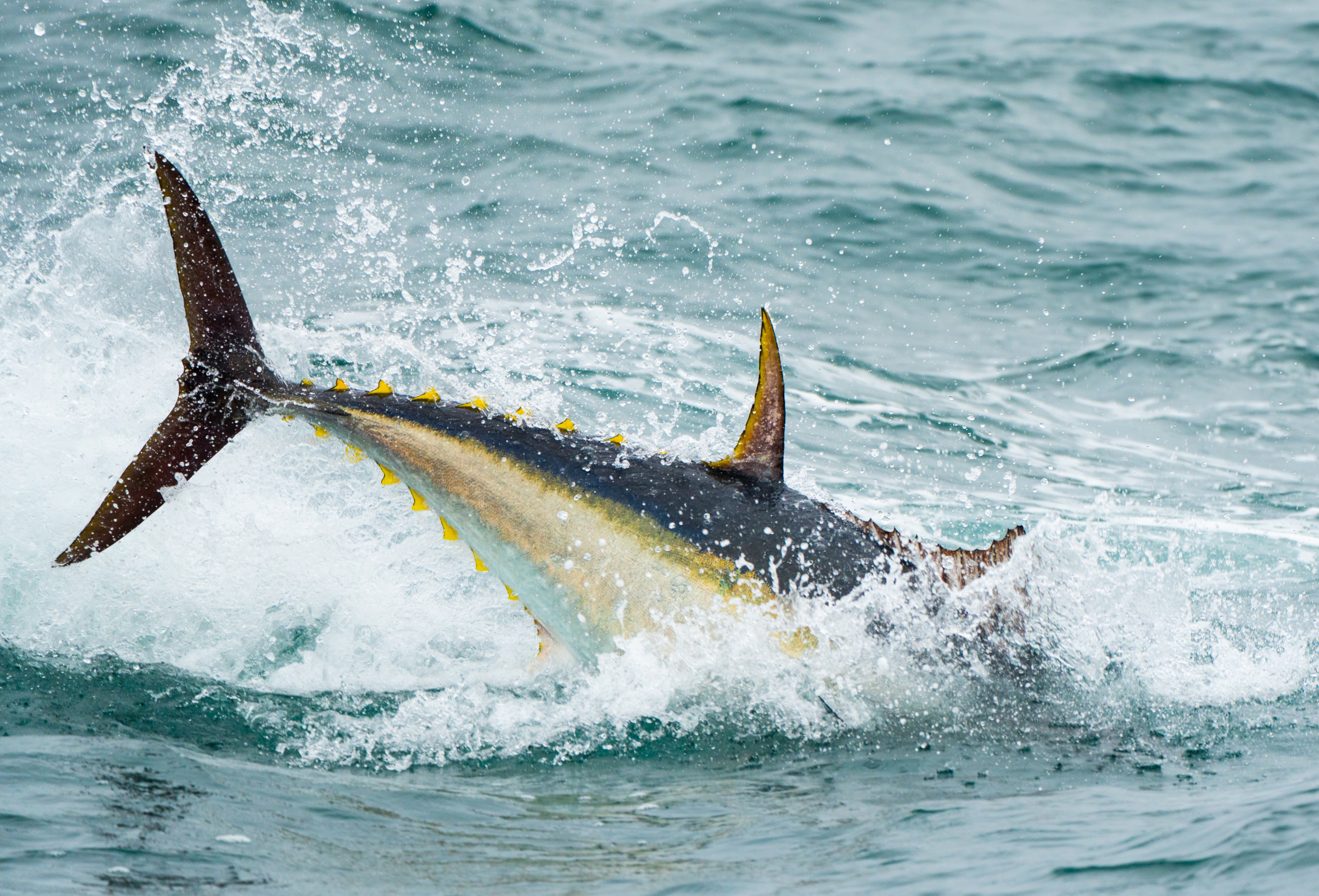 Tail of a Bluefin tuna (Thunnus thynnus) in British waters (off the coast of Devon).