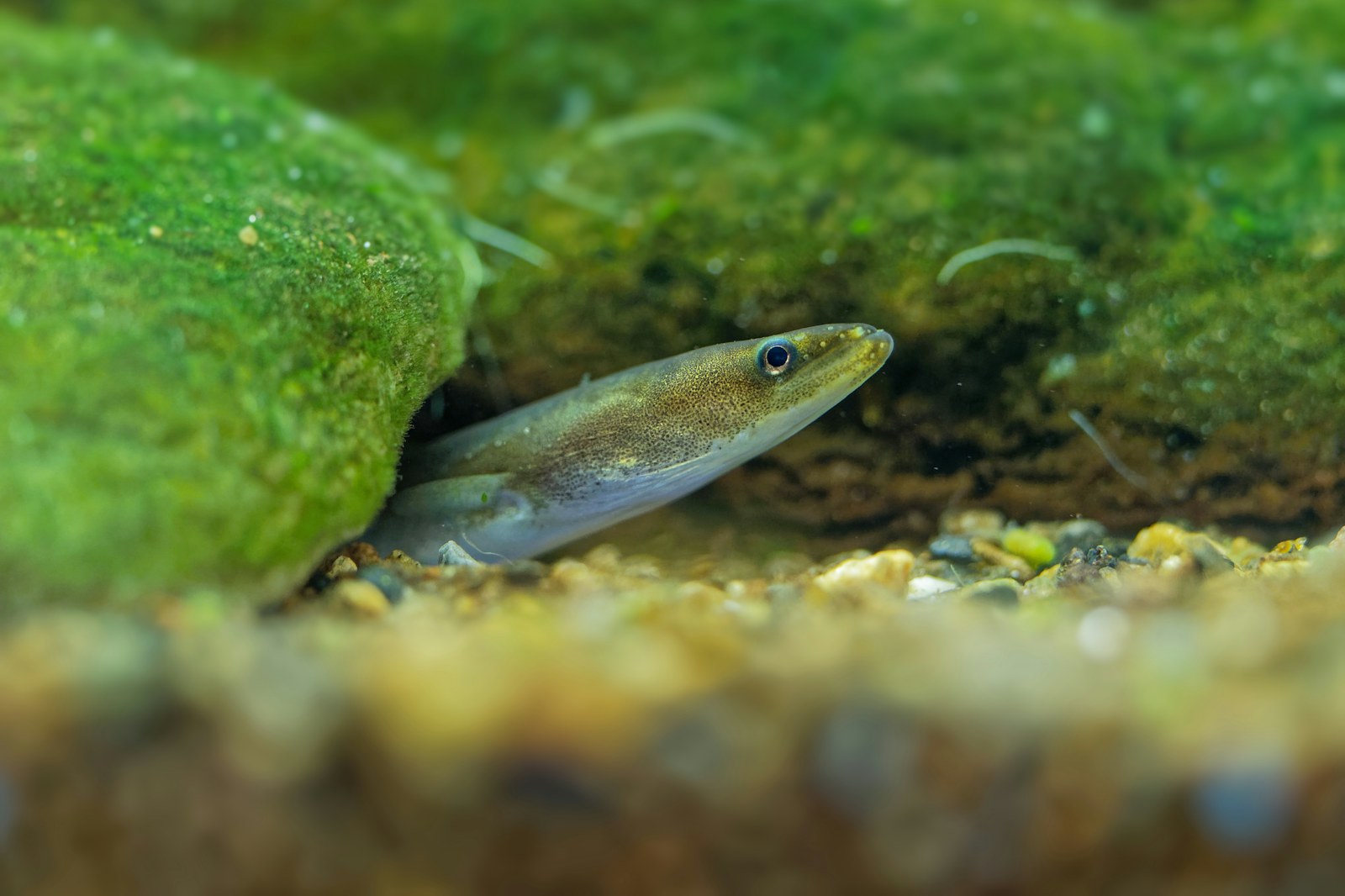 Juvenile european eel martin pelanek shutterstock Martin Pelanek Shutterstock Juvenile European eel
