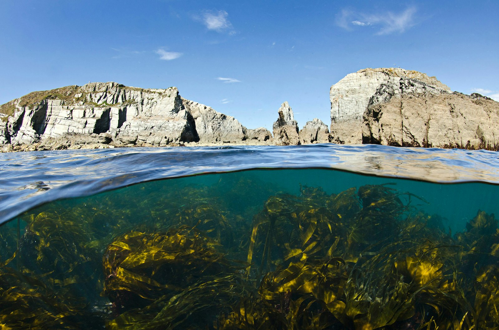 Kelp forest (Laminaria sp.) grows beneath the cliffs of Lundy Island, Devon, England, British Isles. Bristol Channel.