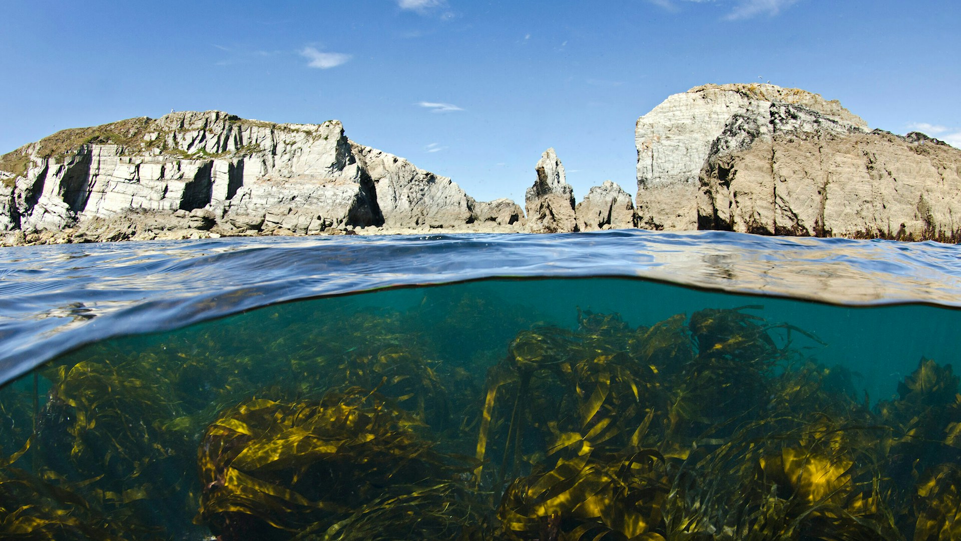 Kelp forest (Laminaria sp.) grows beneath the cliffs of Lundy Island, Devon, England, British Isles. Bristol Channel.