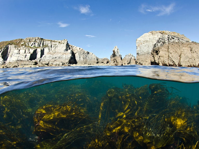 Kelp forest (Laminaria sp.) grows beneath the cliffs of Lundy Island, Devon, England, British Isles. Bristol Channel.
