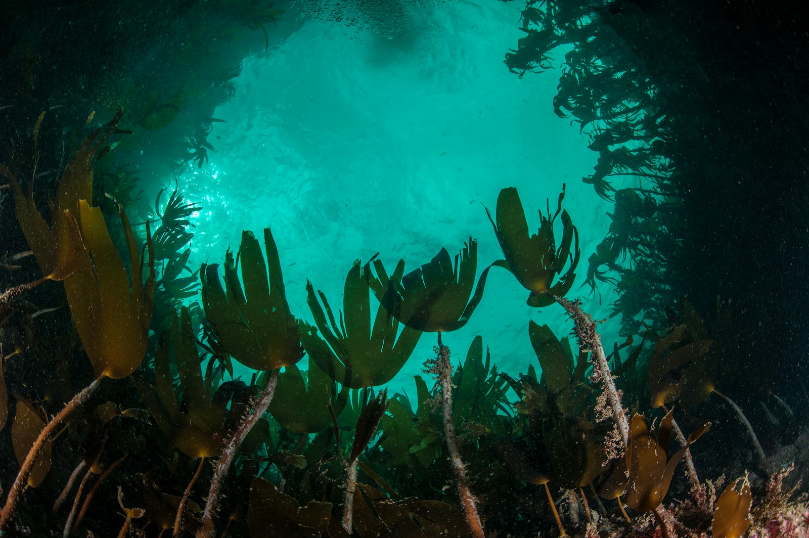 Underwater kelp forest, Scotland