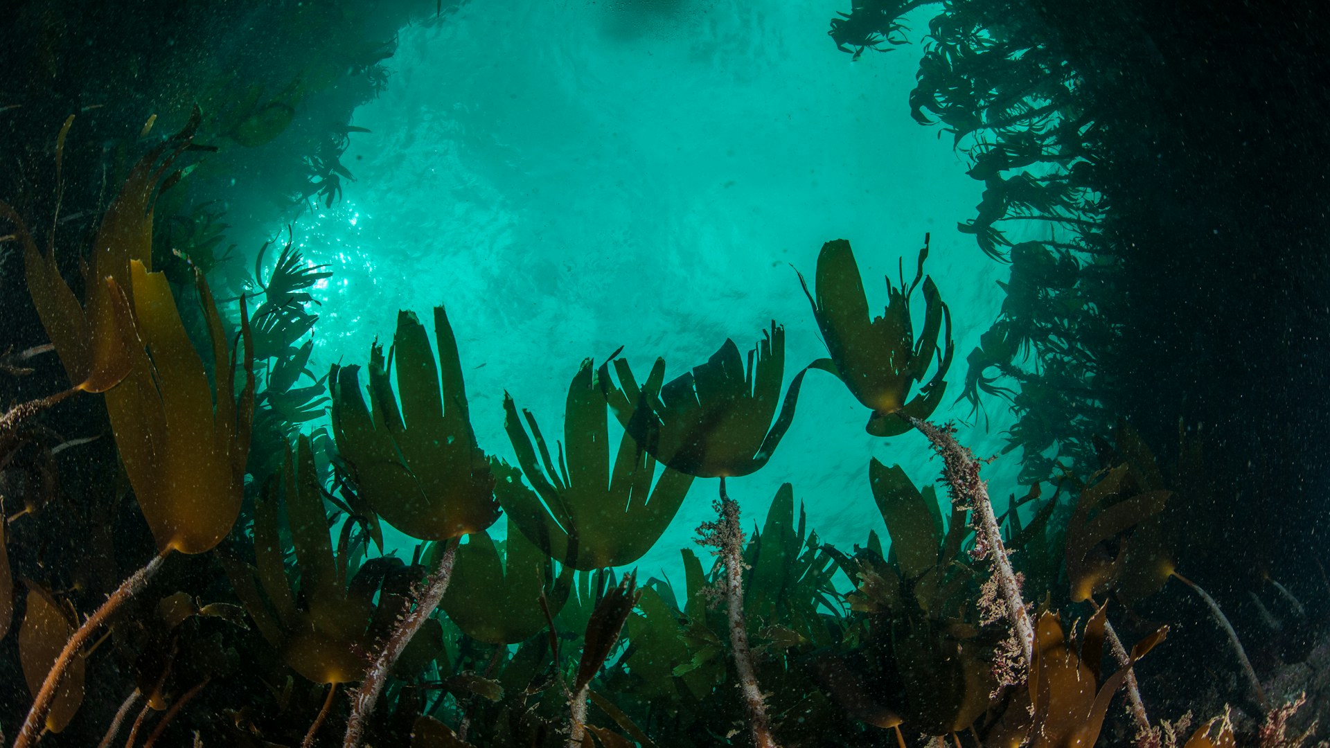 Underwater kelp forest, Scotland