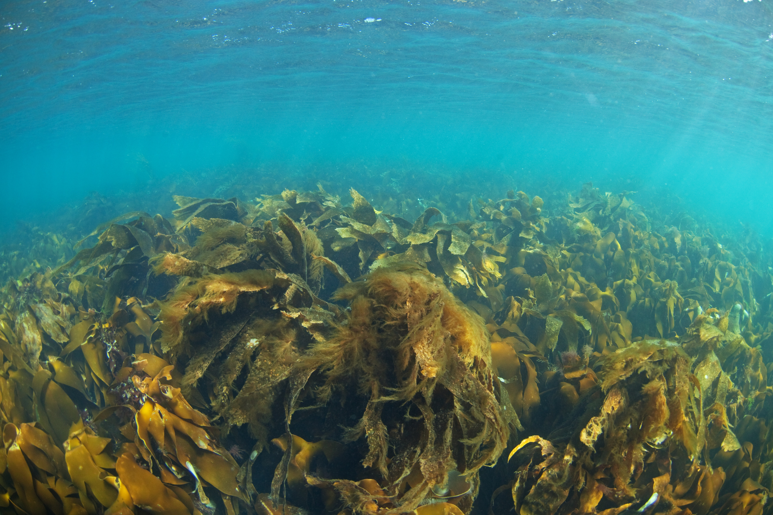 Kelp forest in the Hebrides, Scotland