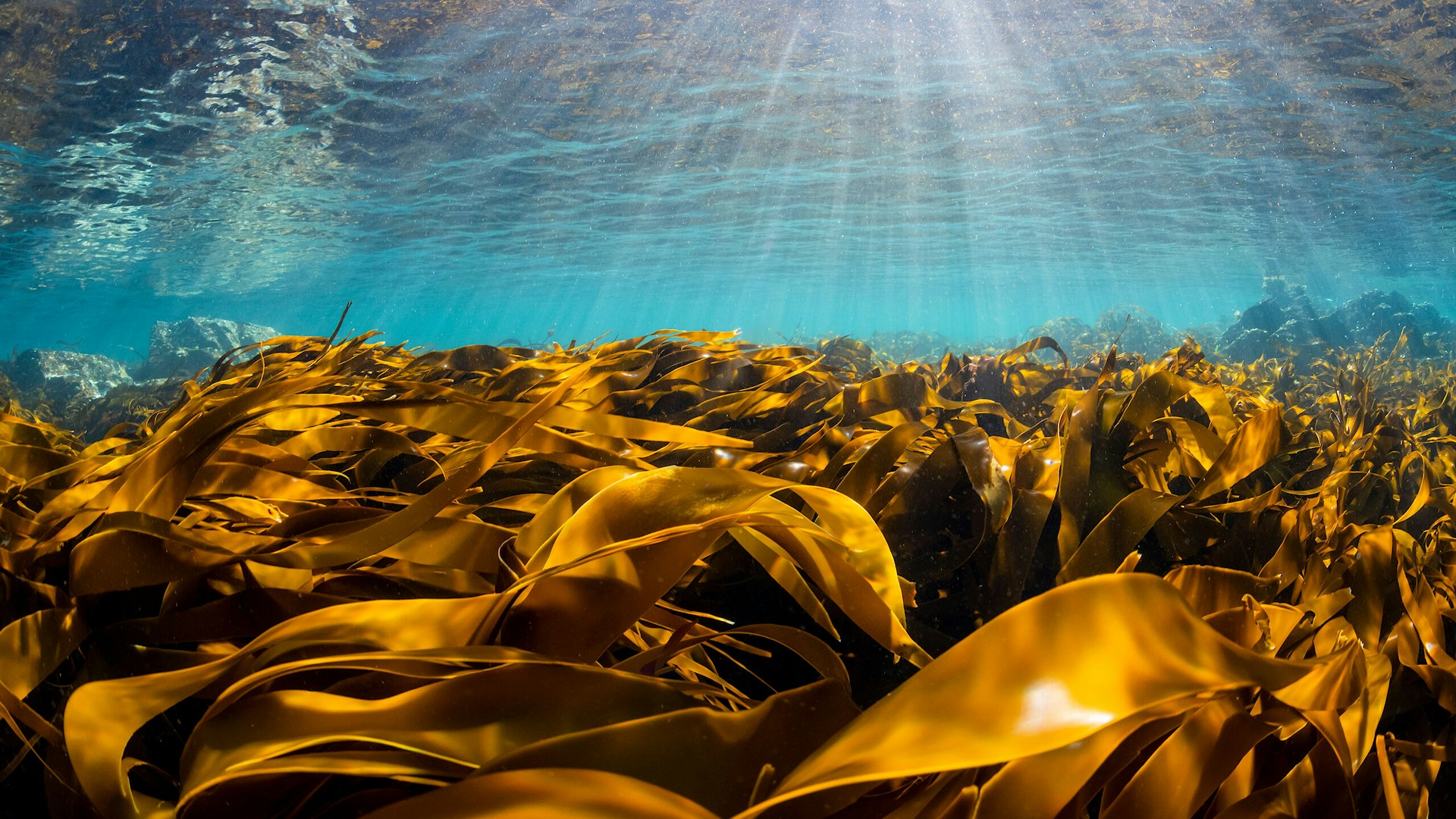 Bright sunrays and golden kelp in clear water, Shetland, Scotland, UK.