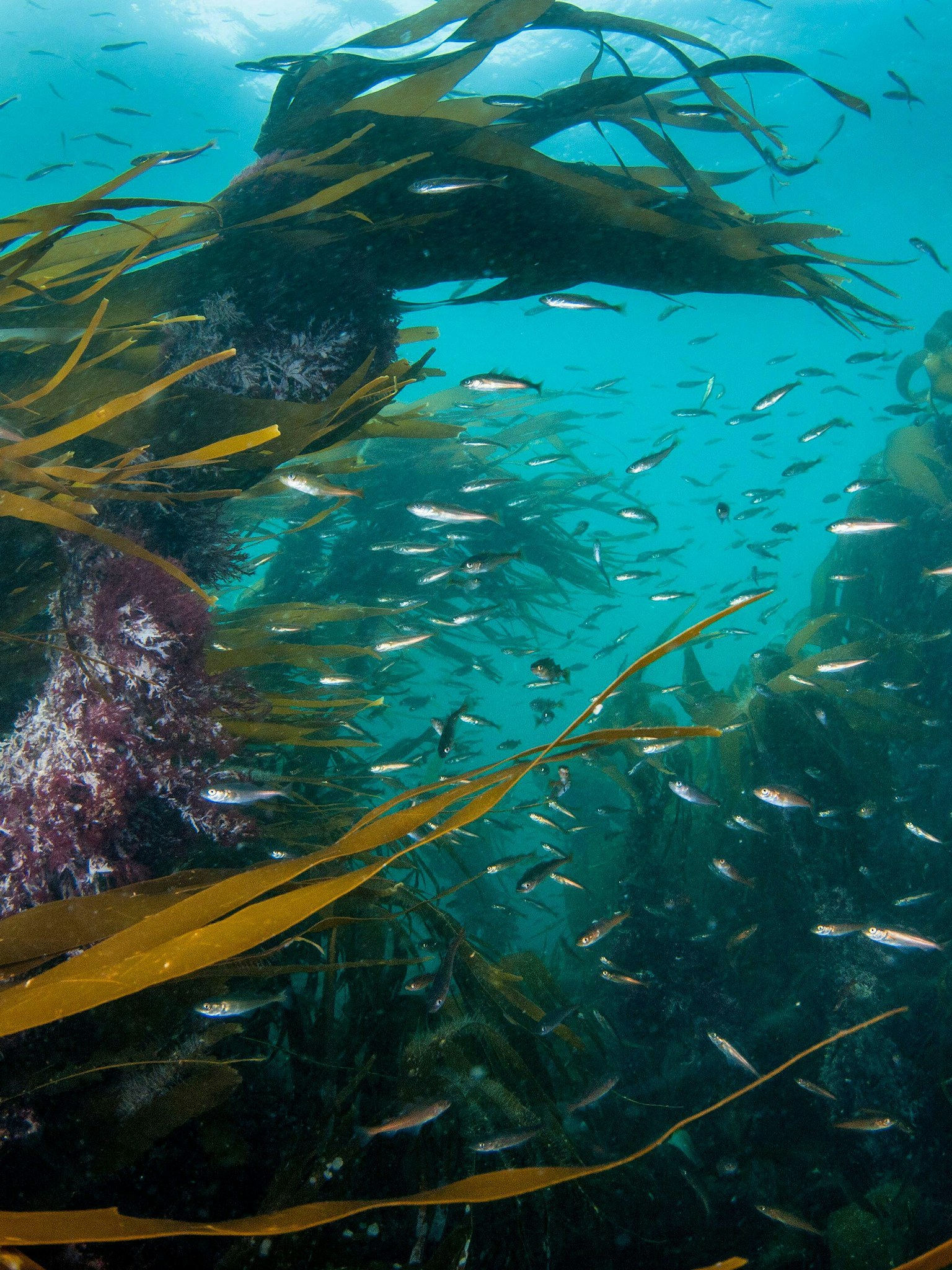Kelp forest with small fish, Shetland, Scotland