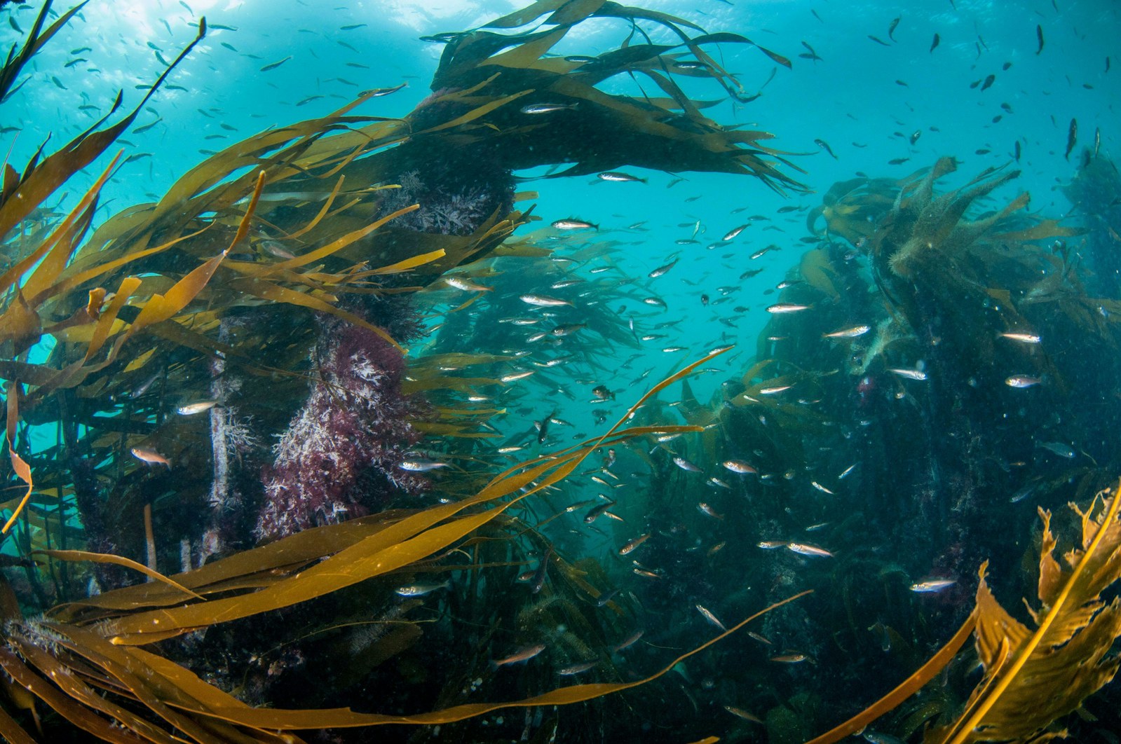 Kelp forest with small fish, Shetland, Scotland