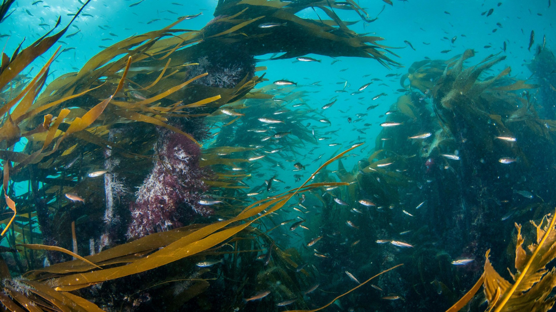 A kelp forest filled with fish in Shetland
