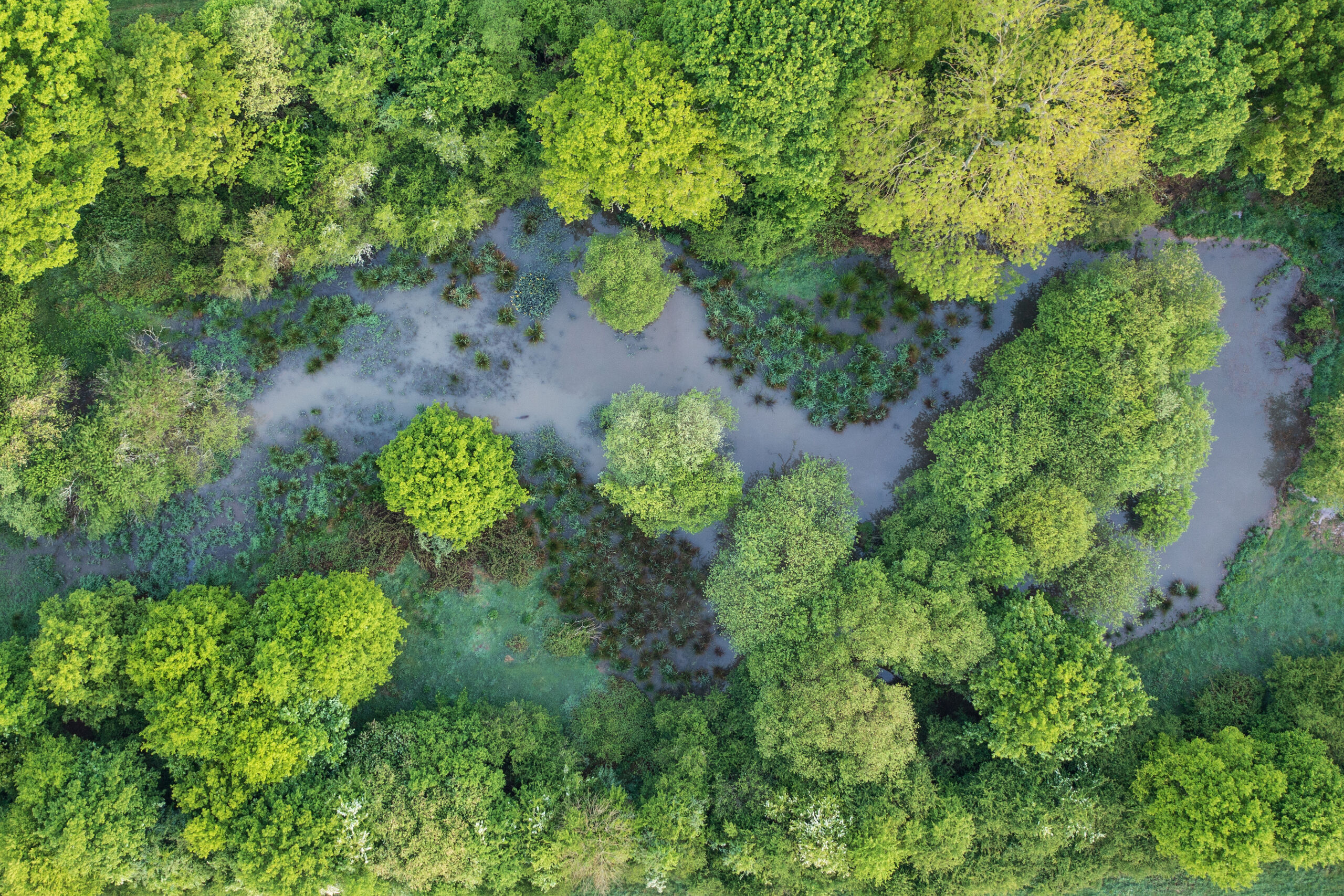 Aerial view of a winding river surrounded by green trees and open grassy clearings at Knepp Wildland.