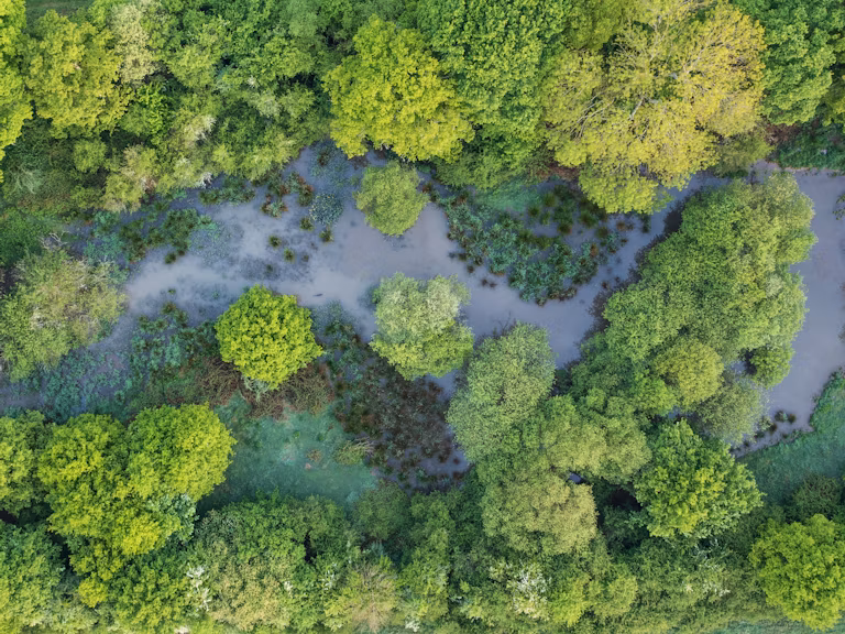 Knepp beaver landscape