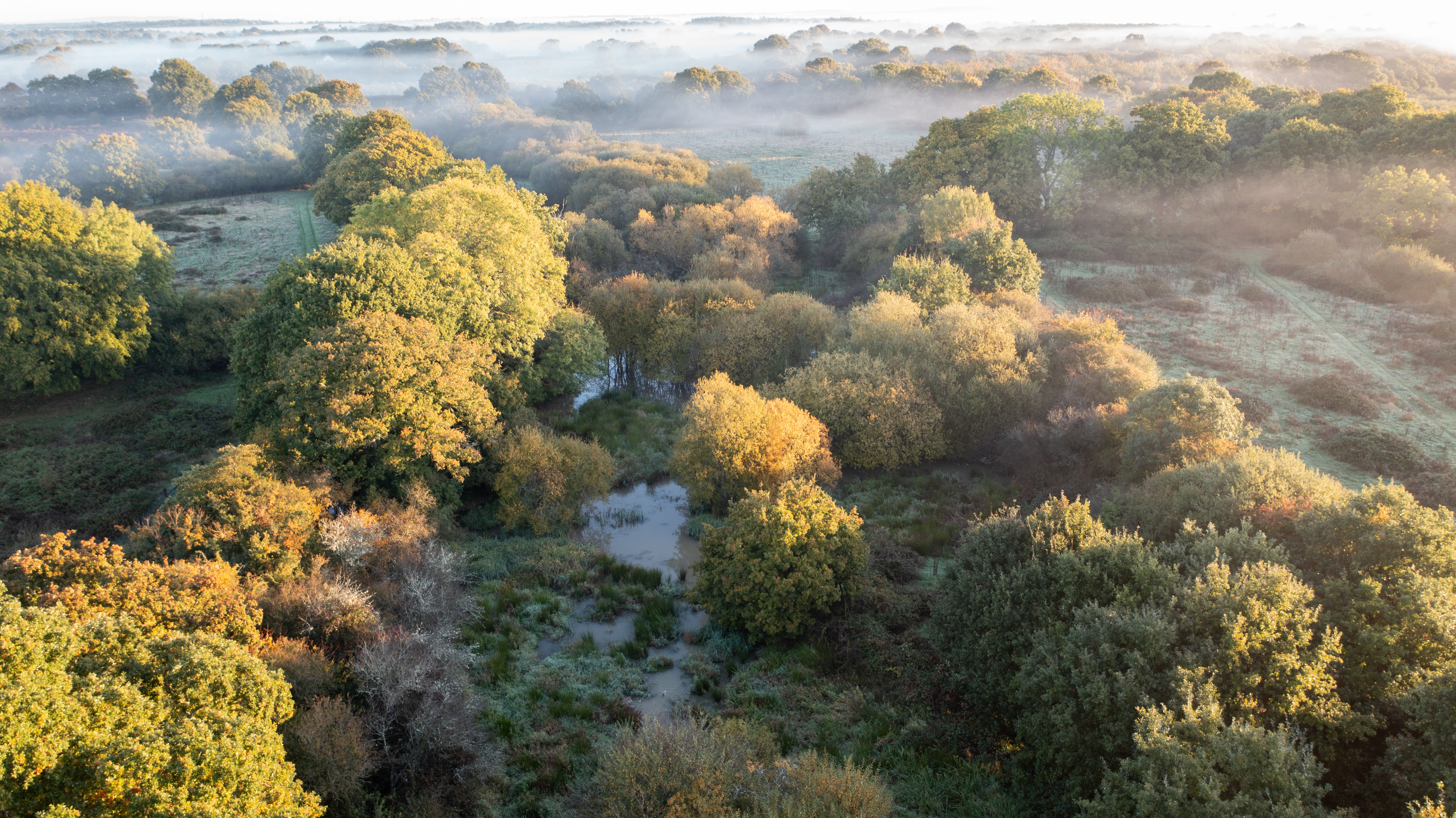 Knepp landscape