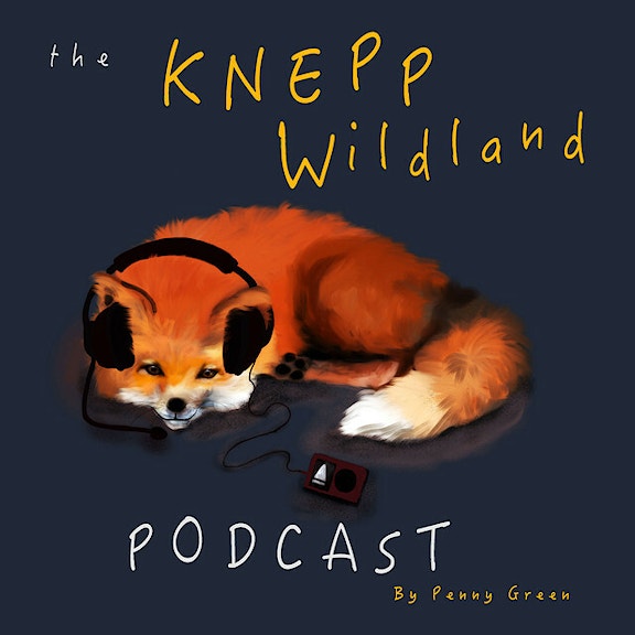 Illustration of fox sleeping, with the words "Knepp Wildand Podcast - By Penny Green"