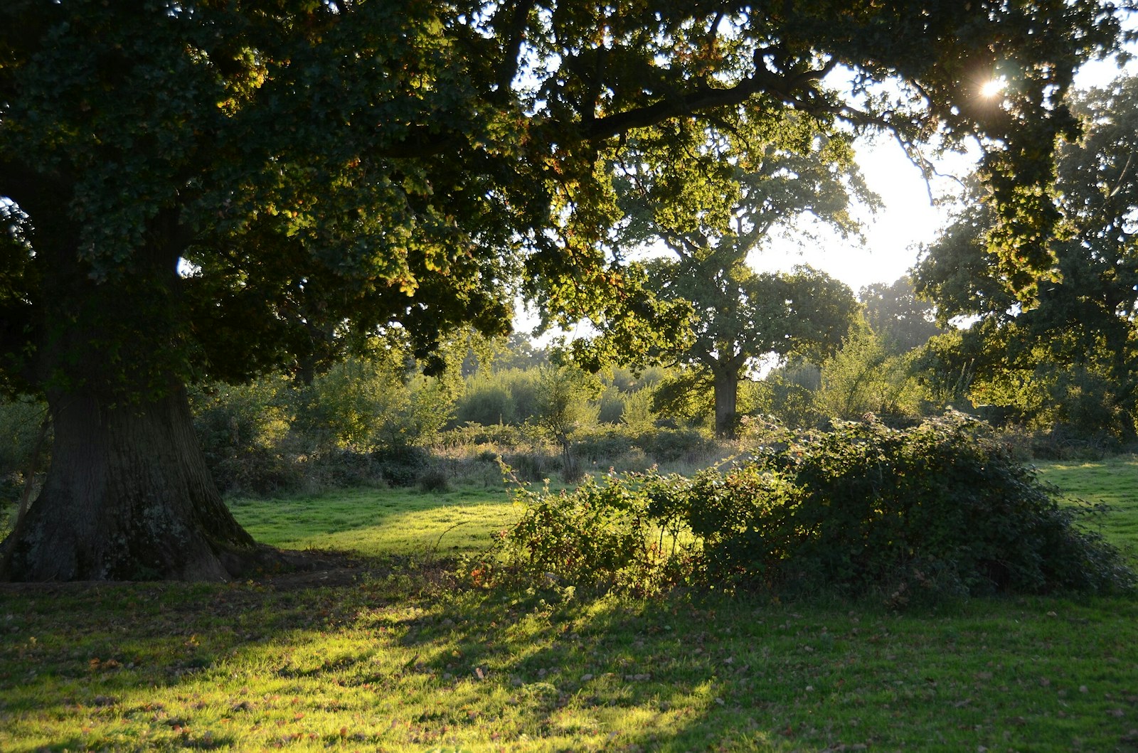 Knepp woodland at sunrise