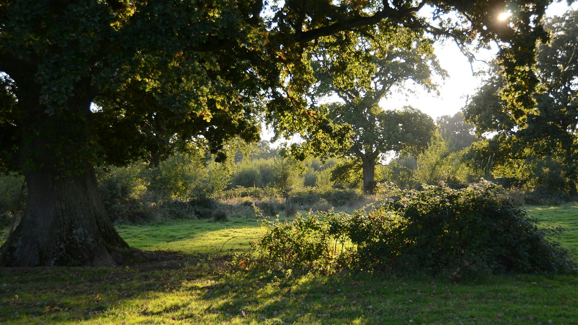 Knepp woodland at sunrise