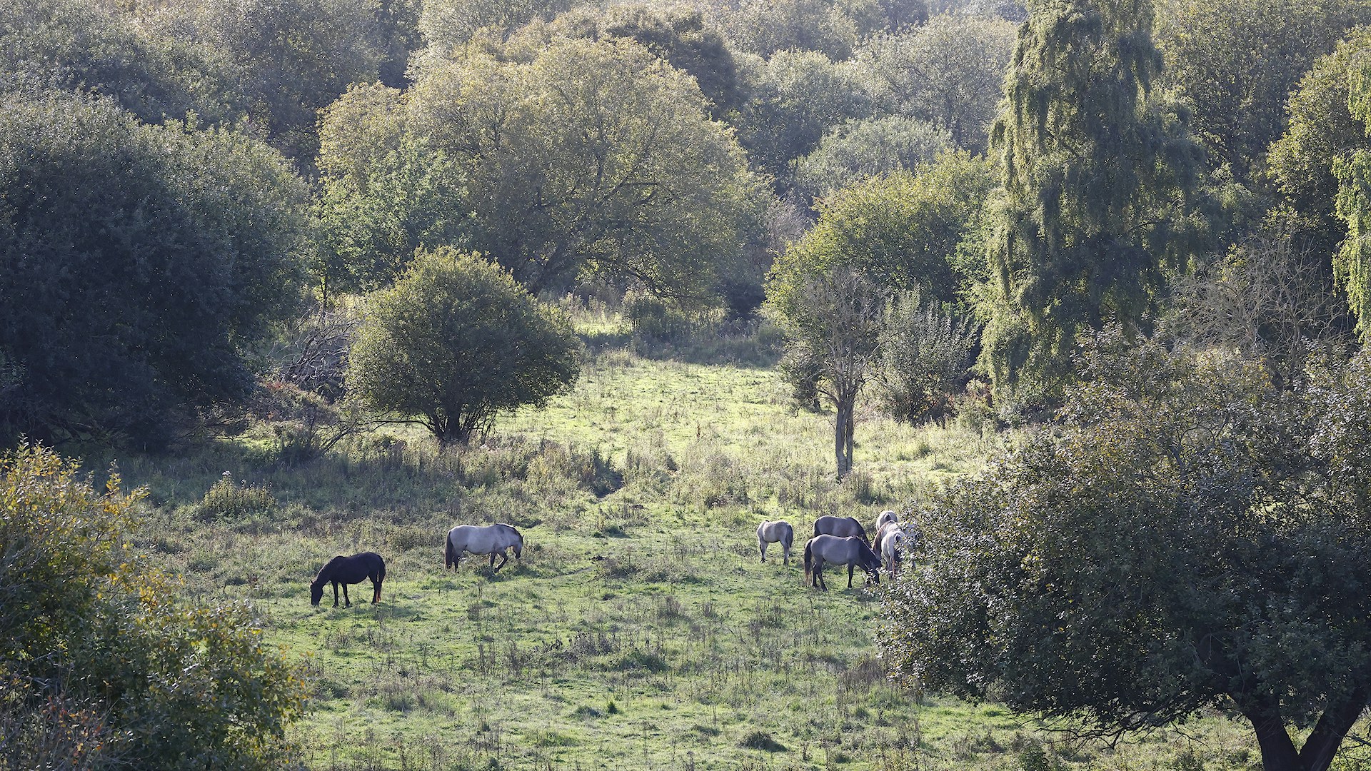 Konik ponies at Knepp