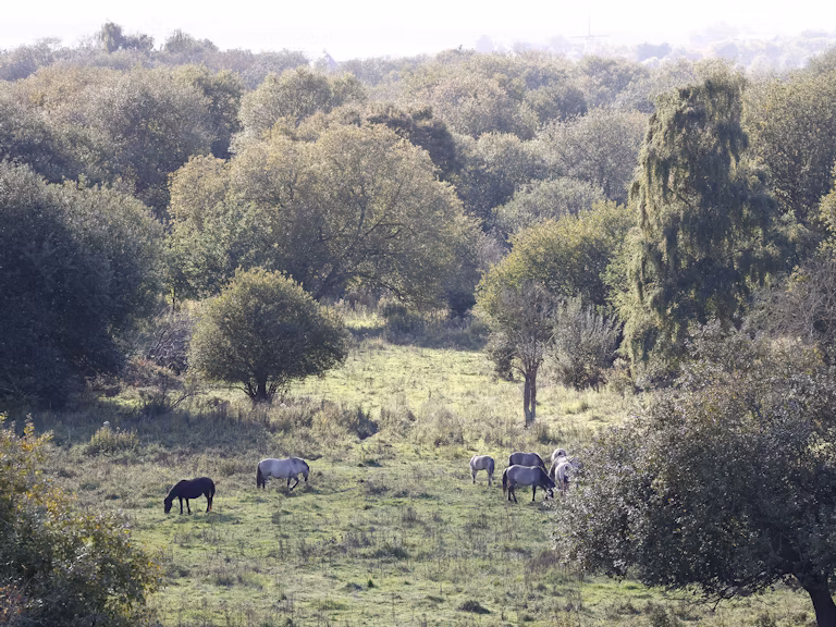 Konik ponies at Knepp