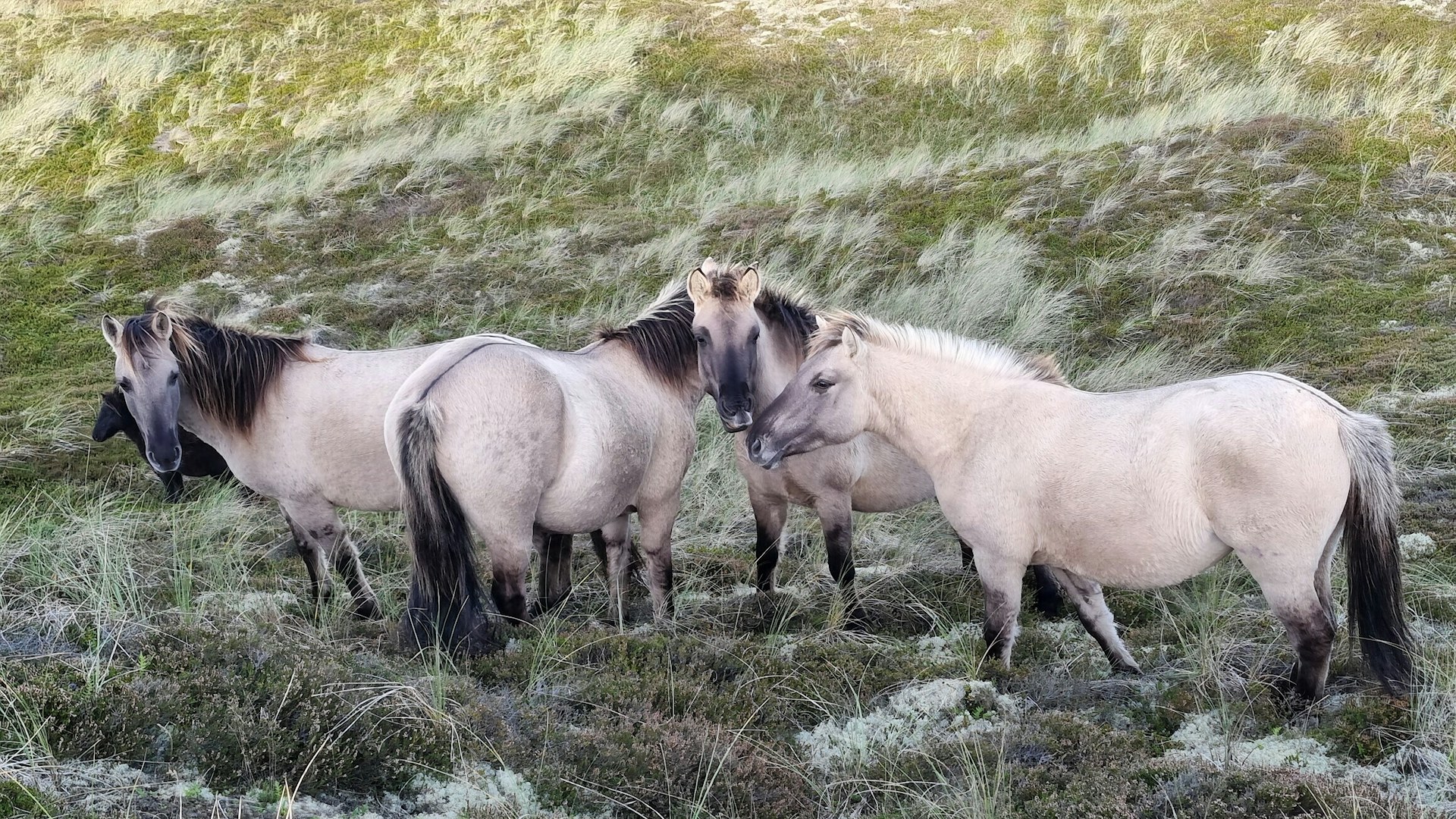 Herd of Konik ponies in Denmark