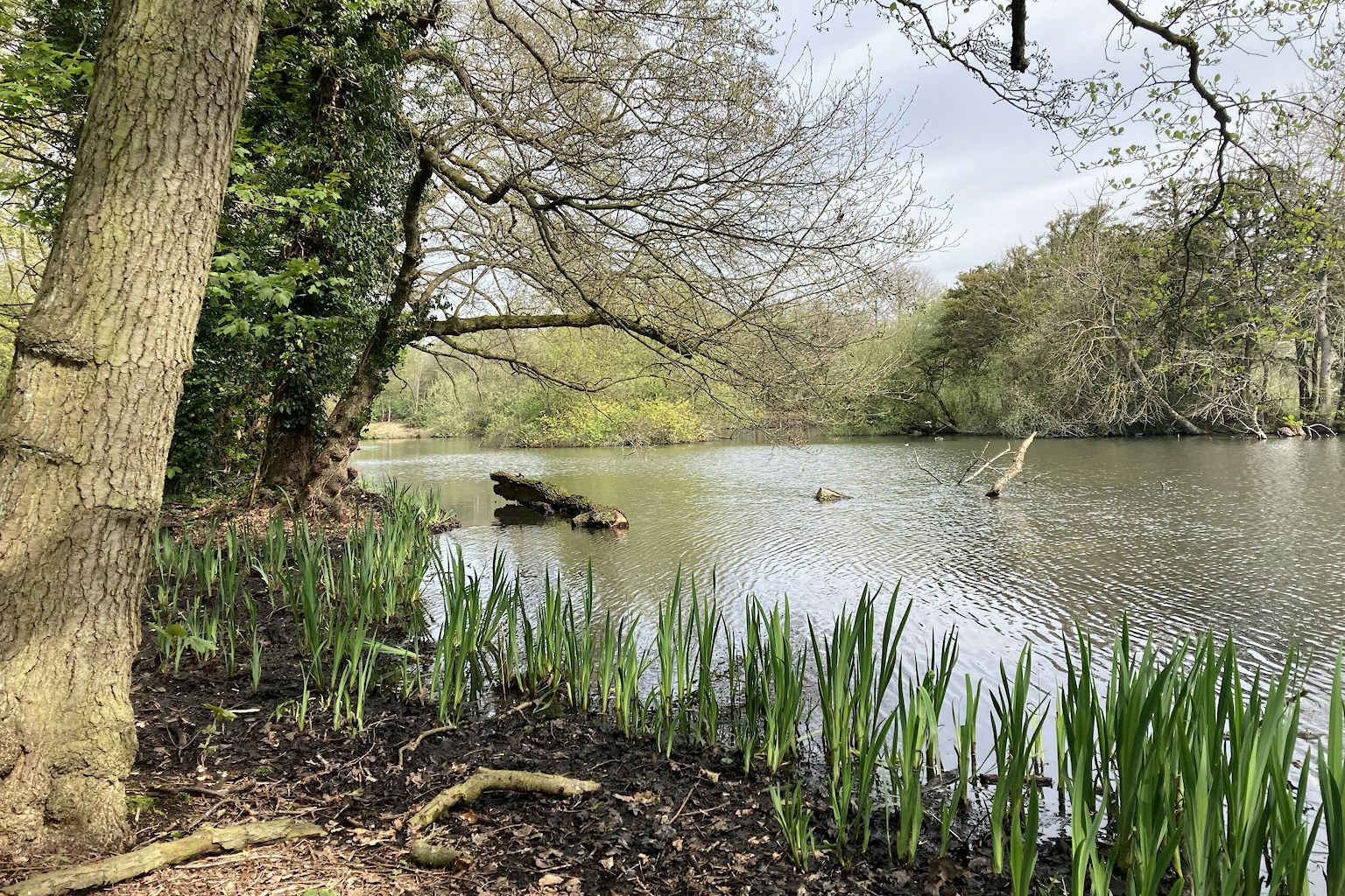 Lake and trees at Allestree Park rewilding project
