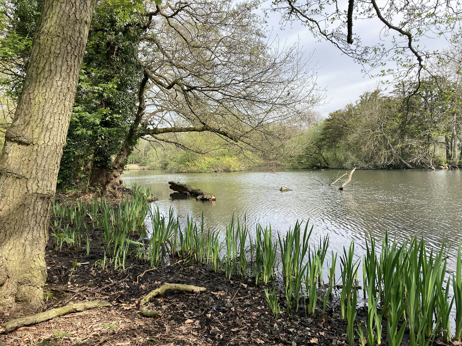 Lake and trees at Allestree Park rewilding project