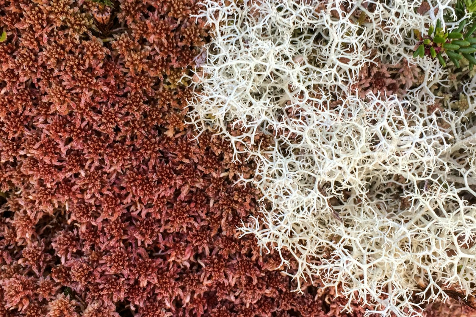 Lichen and moss