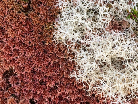 Lichen and moss