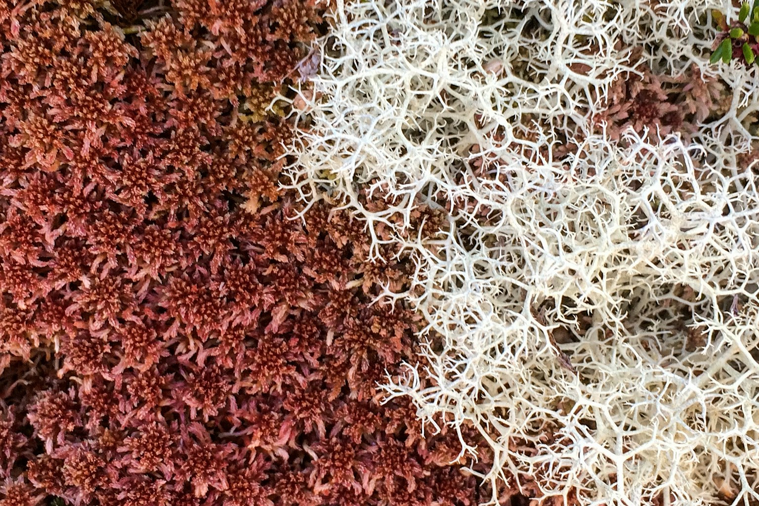 Lichen and moss