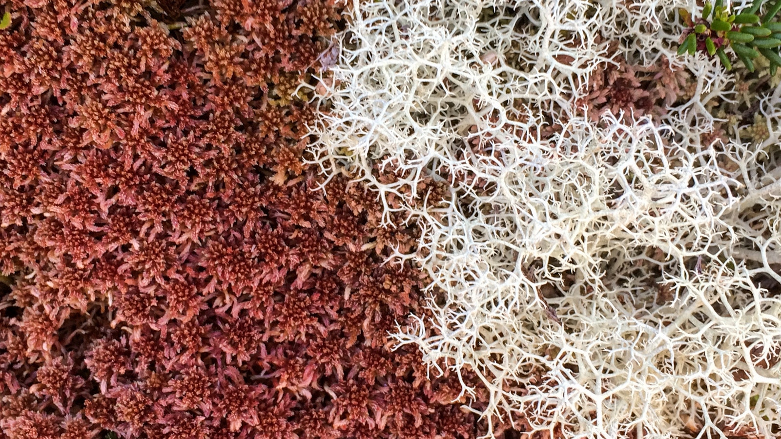 Lichen and moss