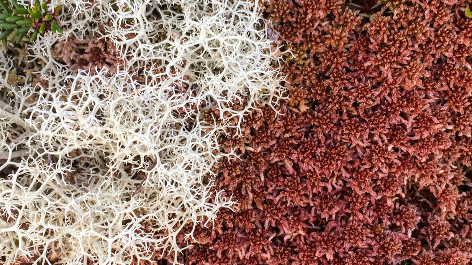 Cladonia lichen and sphagnum mosses amongst an upland patch of peatland.
