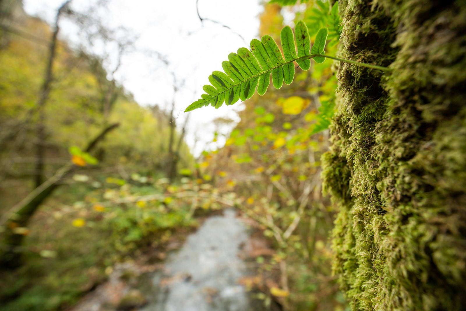 Llyfnant valley moss fern