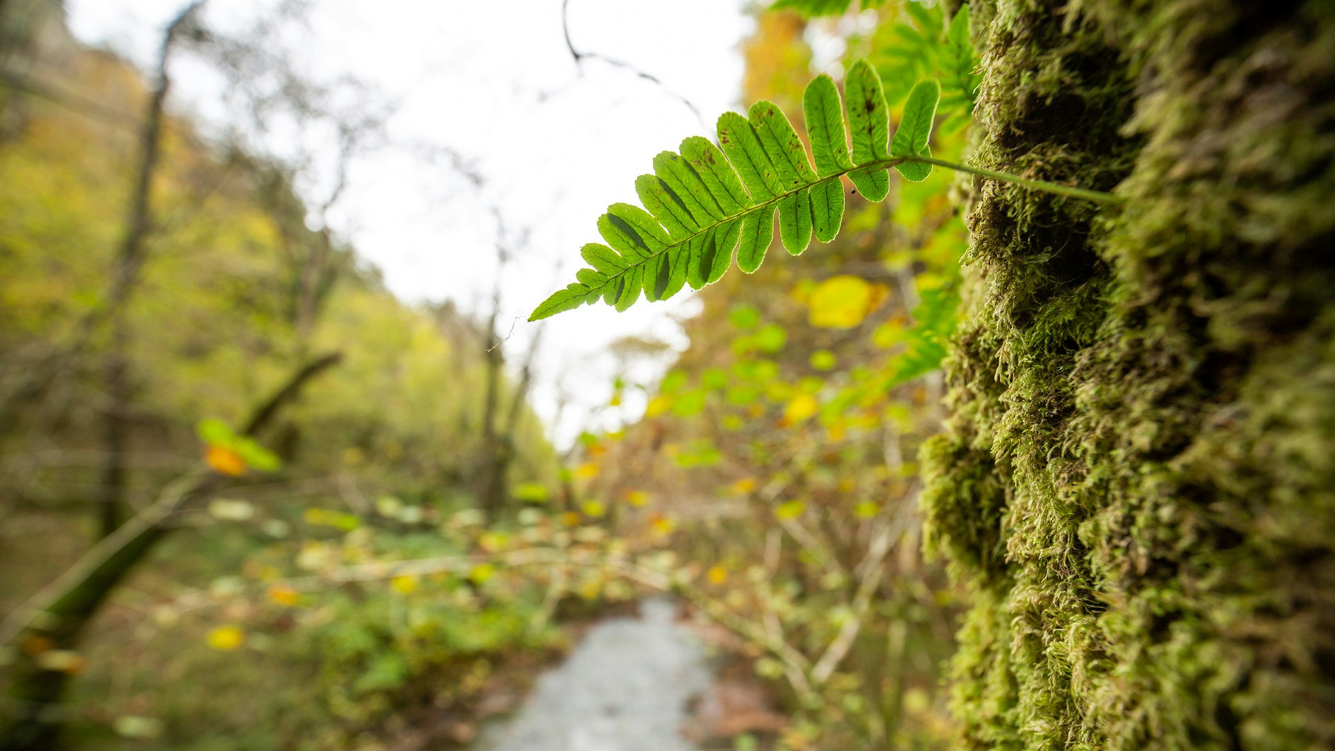 Llyfnant valley moss fern