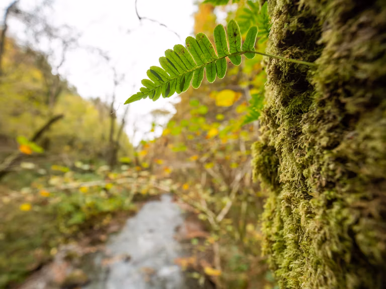 Llyfnant valley moss fern