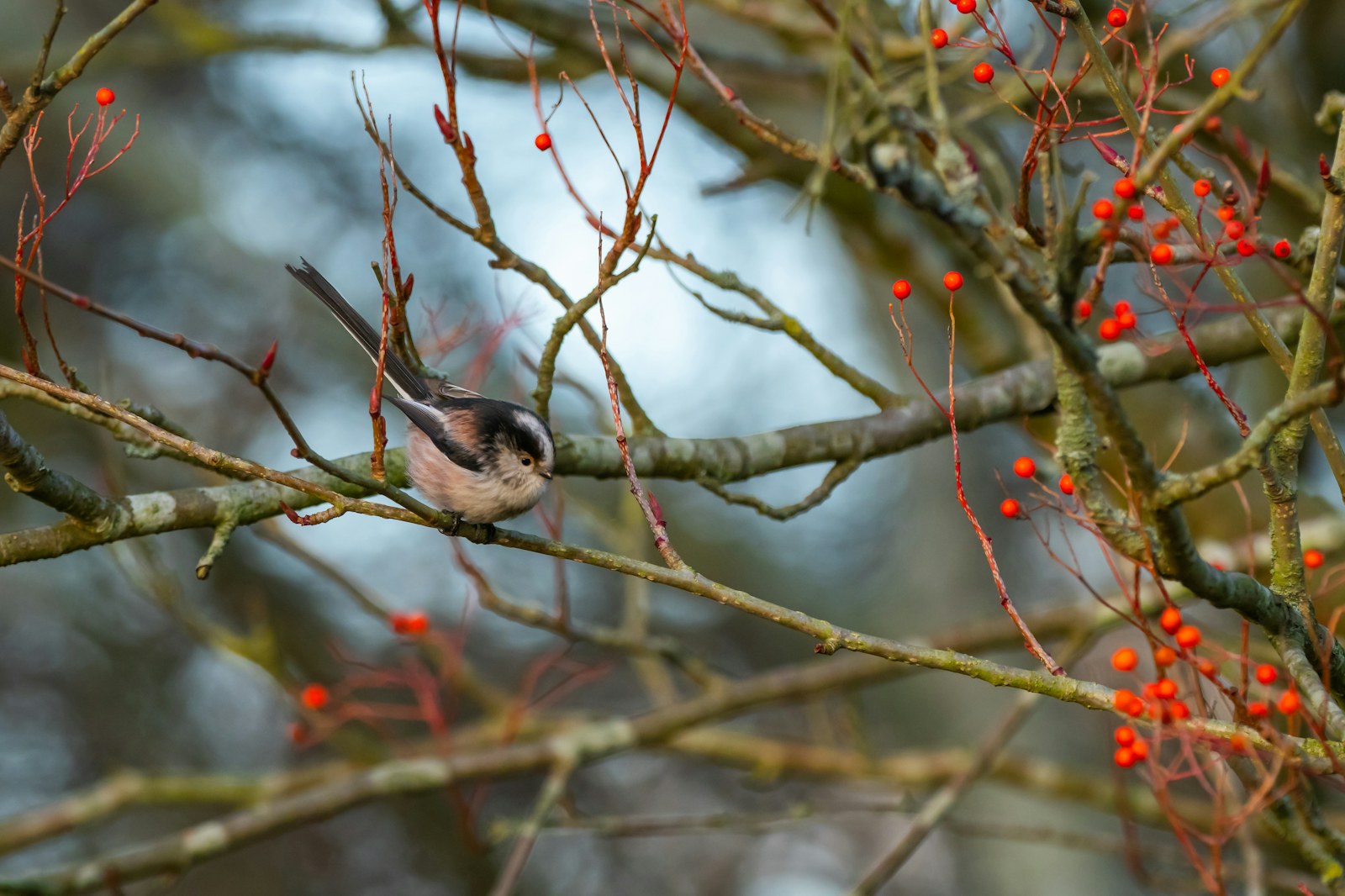 Long tailed tit trees