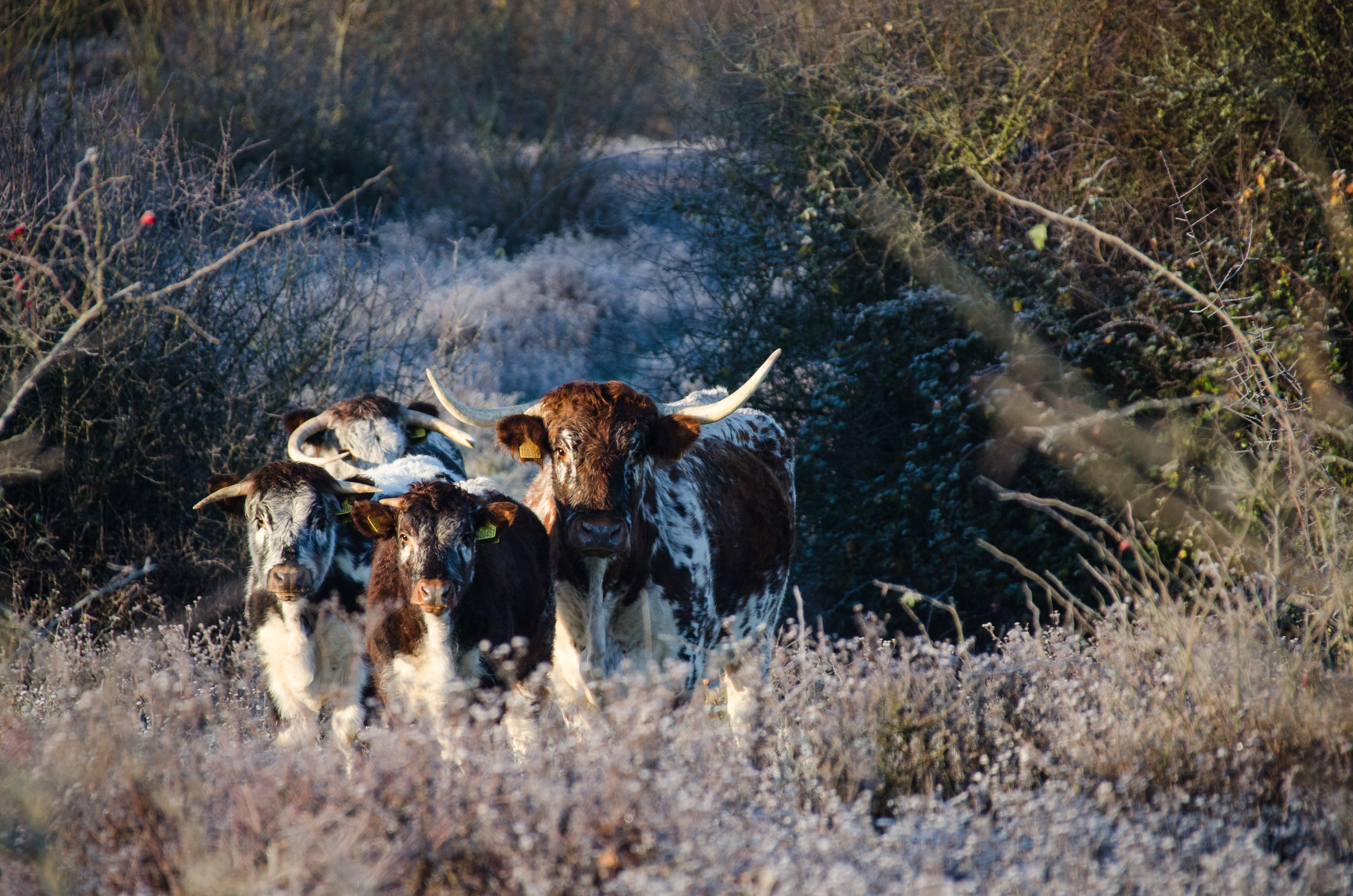 Longhorn cattle at Knepp