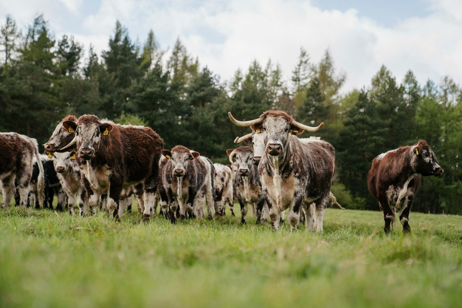 Herd of longhorn cattle in a grass field at Hepple Wilds.
