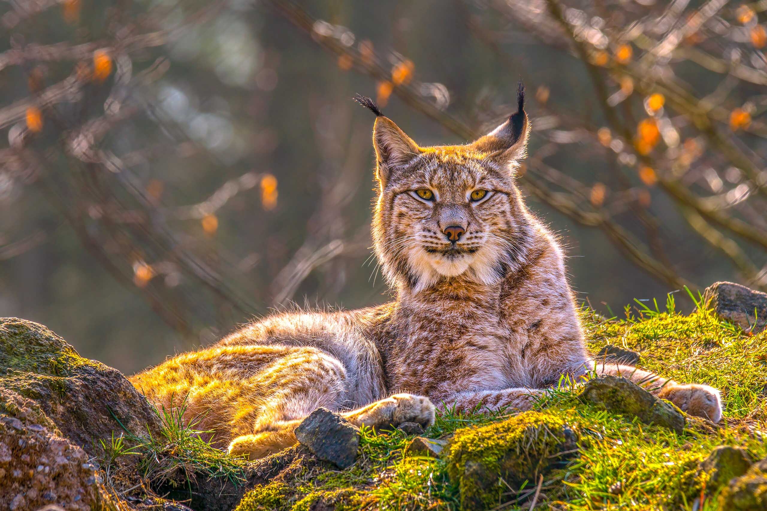 Lynx in woodland