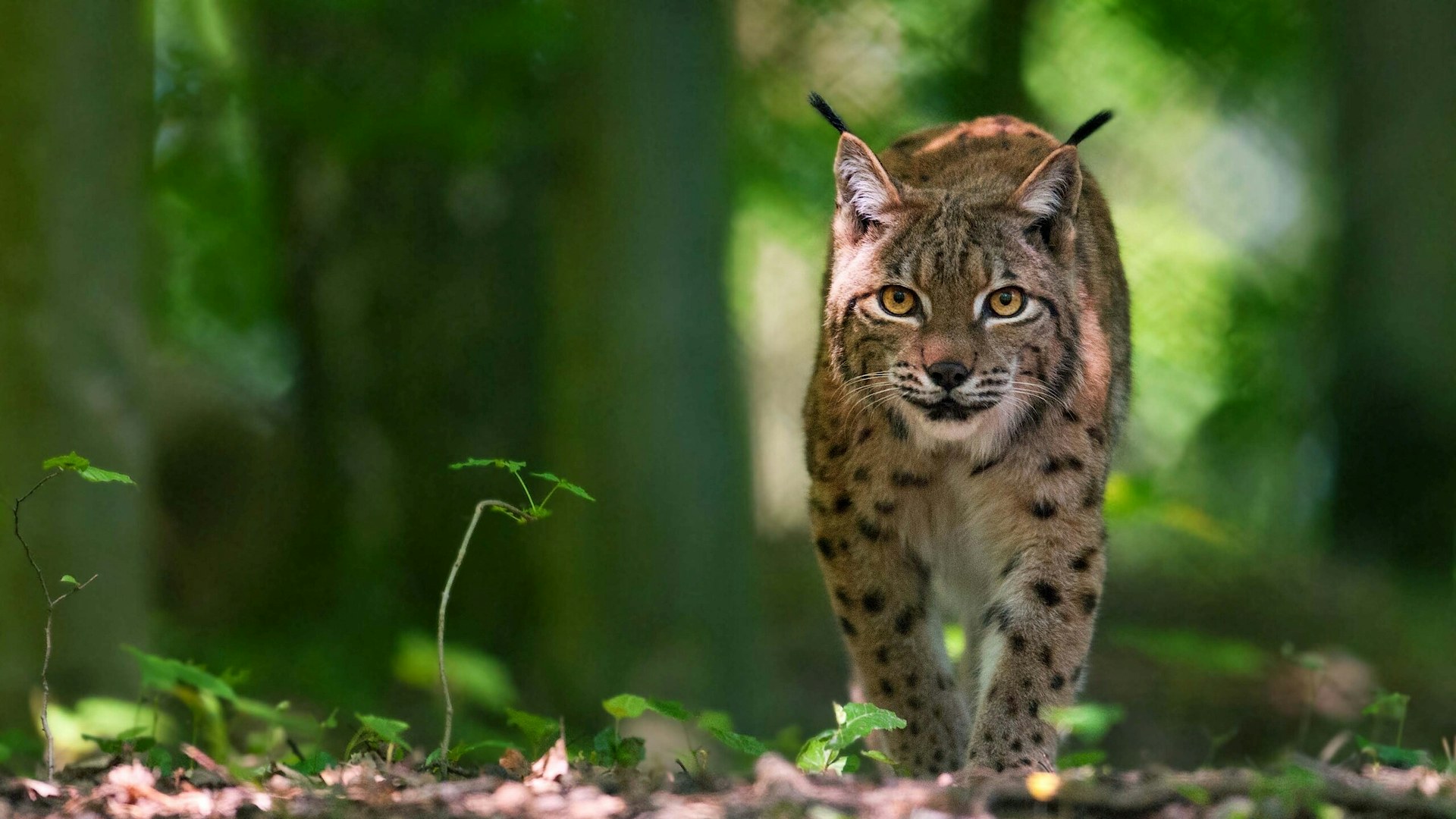 Lynx in forest