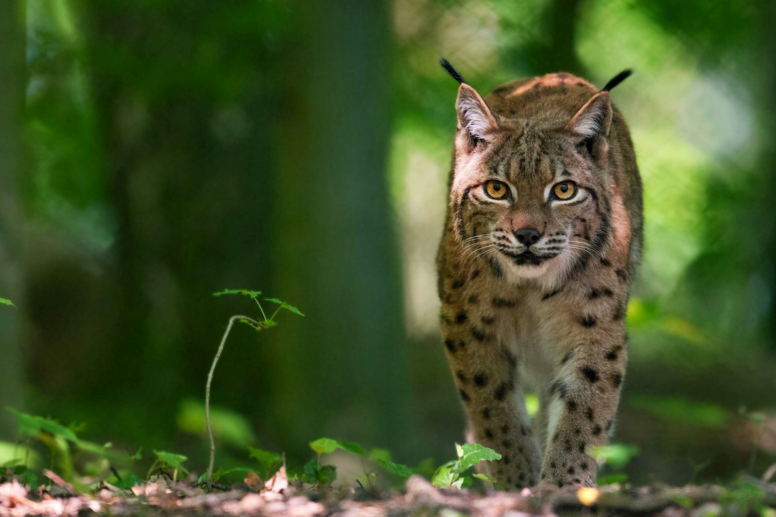 Lynx in forest