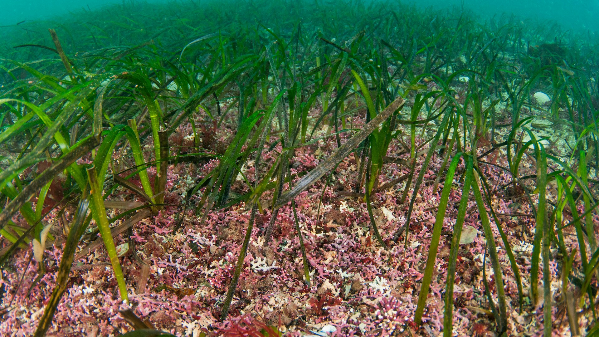 Maerl and Zostera marina seagrass beds, Orkney Isles
